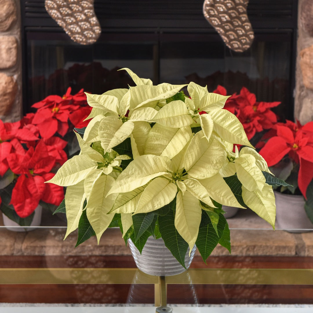 Euphorbia pulcherrima - Poinsettia (Holiday Star)