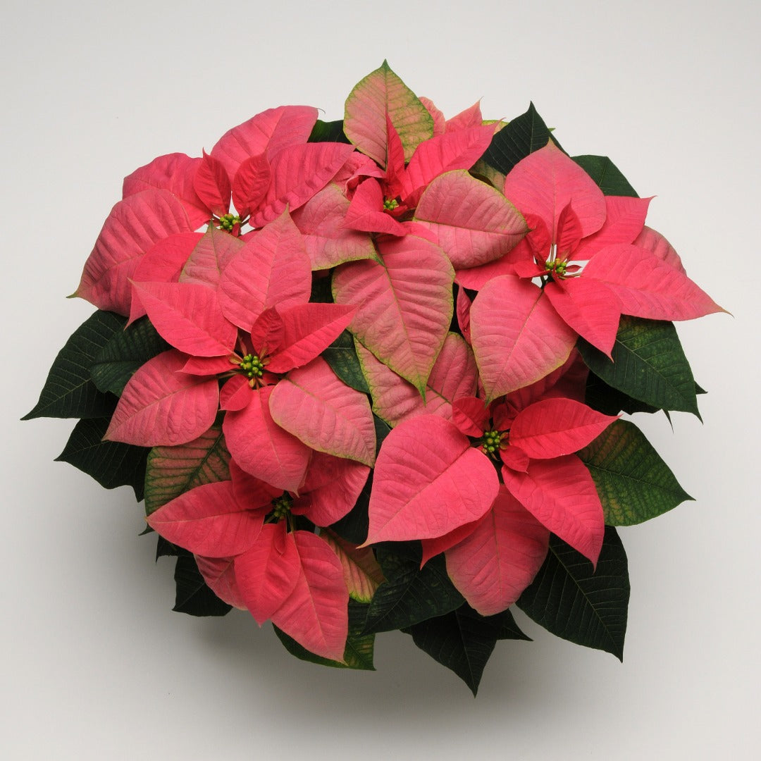 Euphorbia pulcherrima - Poinsettia (Holiday Star)