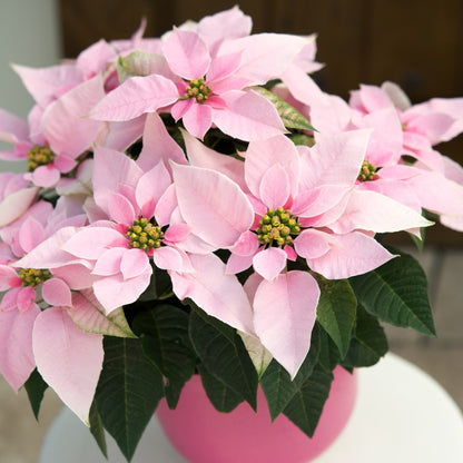 Euphorbia pulcherrima - Poinsettia (Holiday Star)