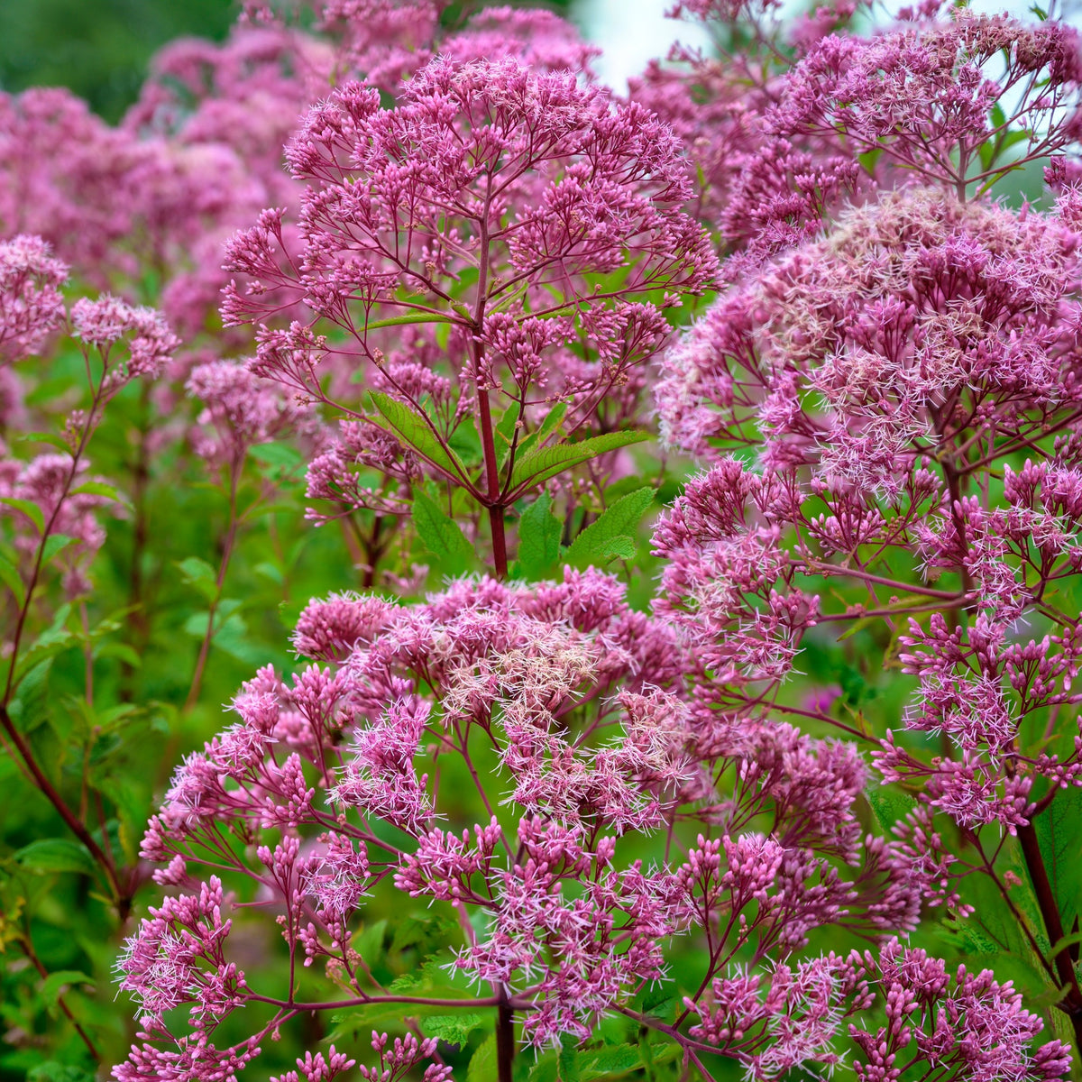 Pure Botanix Majesté des milieux humides | Eupatoire pourpre | Eutrochium purpureum ...