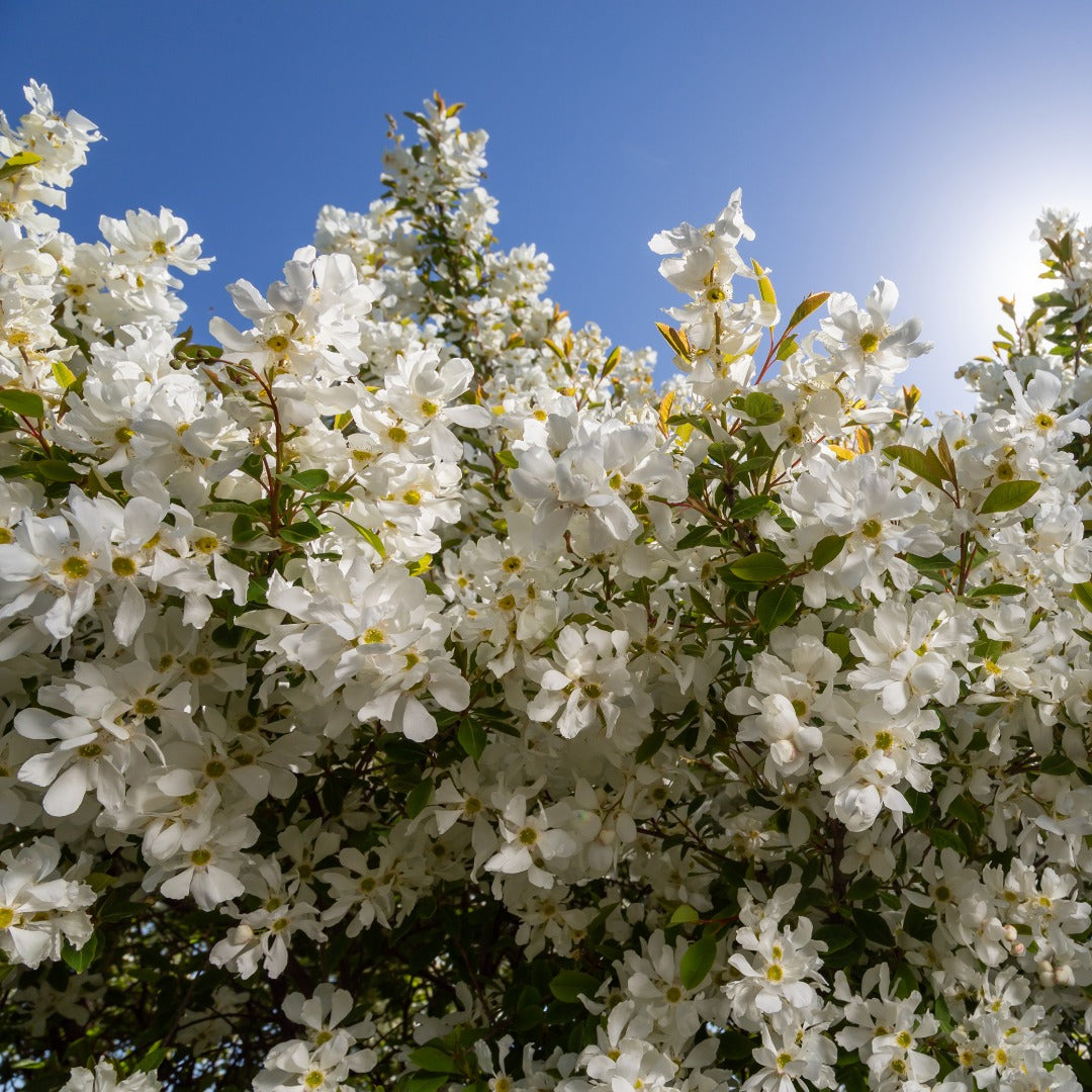 Exochorda x macrantha 'Bailmoon' – Exochorde First Editions® Lotus Moon™