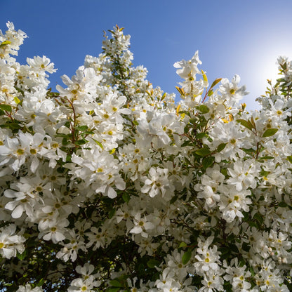 Exochorda x macrantha 'Bailmoon' – Exochorde First Editions® Lotus Moon™
