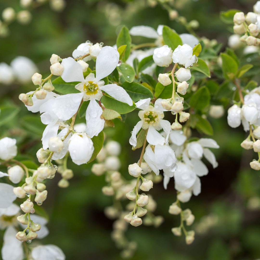 Exochorda x macrantha 'Bailmoon' – Exochorde First Editions® Lotus Moon™