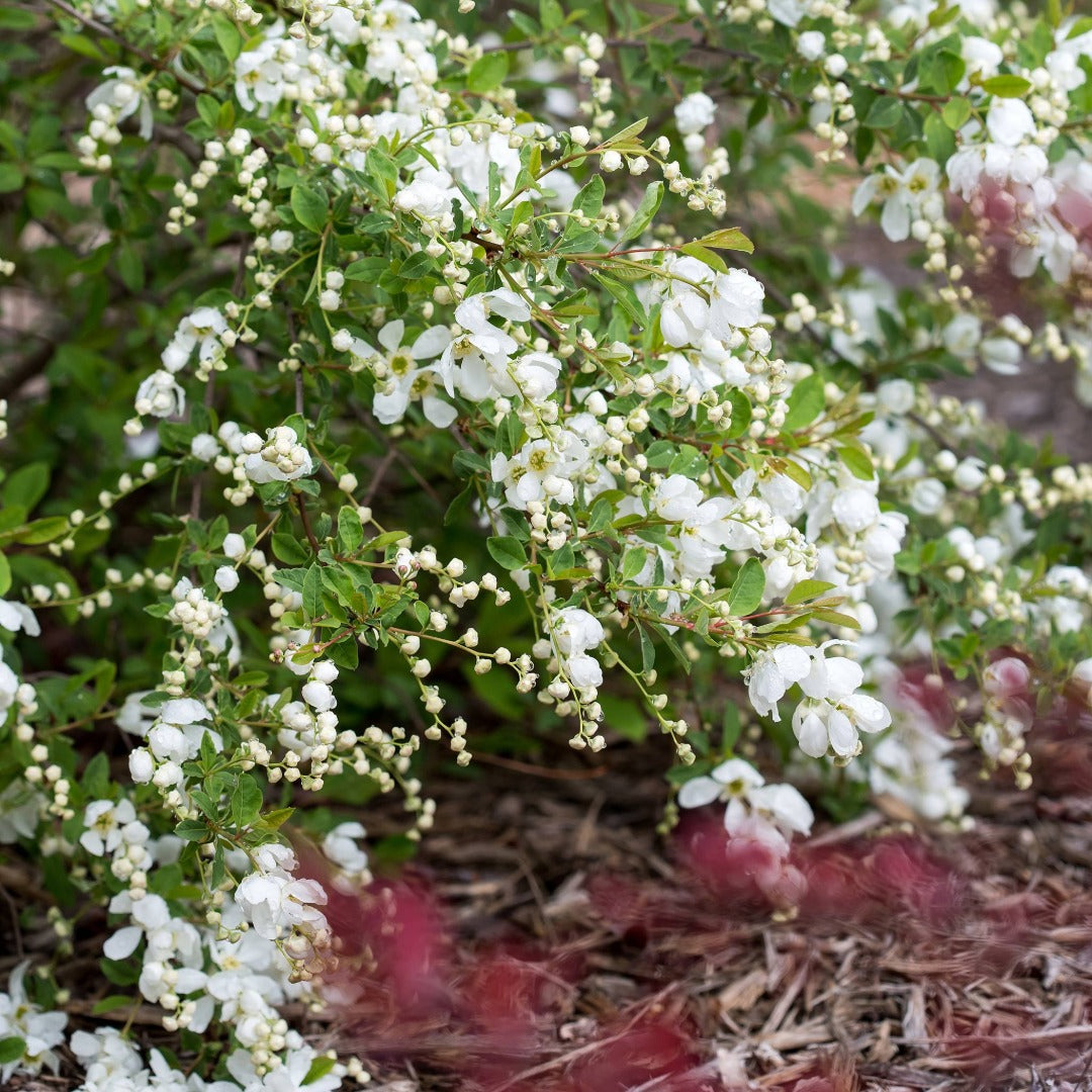 Exochorda x macrantha 'Bailmoon' – Exochorde First Editions® Lotus Moon™