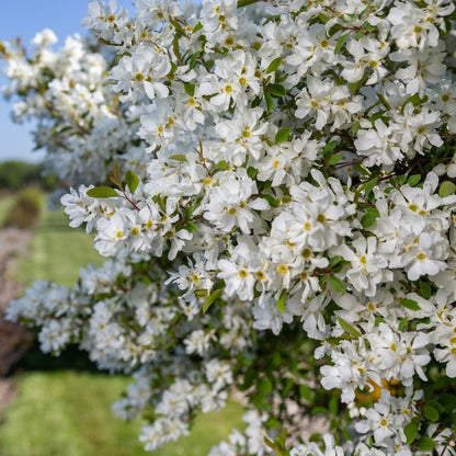 Exochorda x macrantha 'Bailmoon' – Exochorde First Editions® Lotus Moon™