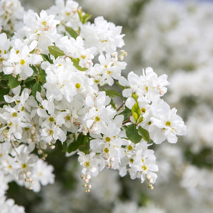 Exochorda x macrantha 'Bailmoon' – Exochorde First Editions® Lotus Moon™