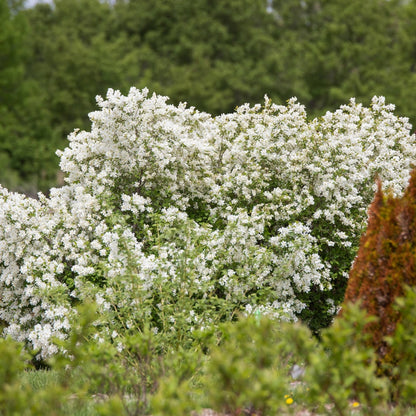 Exochorda x macrantha 'Bailmoon' – Exochorde First Editions® Lotus Moon™