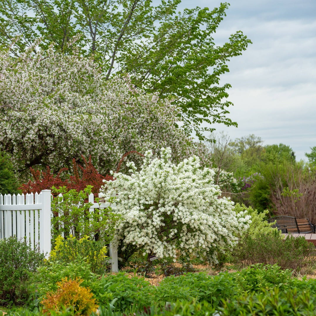 Exochorda x macrantha 'Bailmoon' – Exochorde First Editions® Lotus Moon™