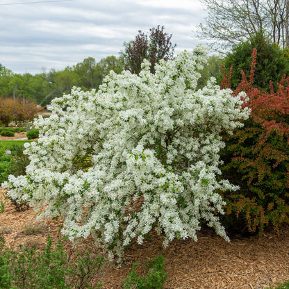 Exochorda x macrantha 'Bailmoon' – Exochorde First Editions® Lotus Moon™