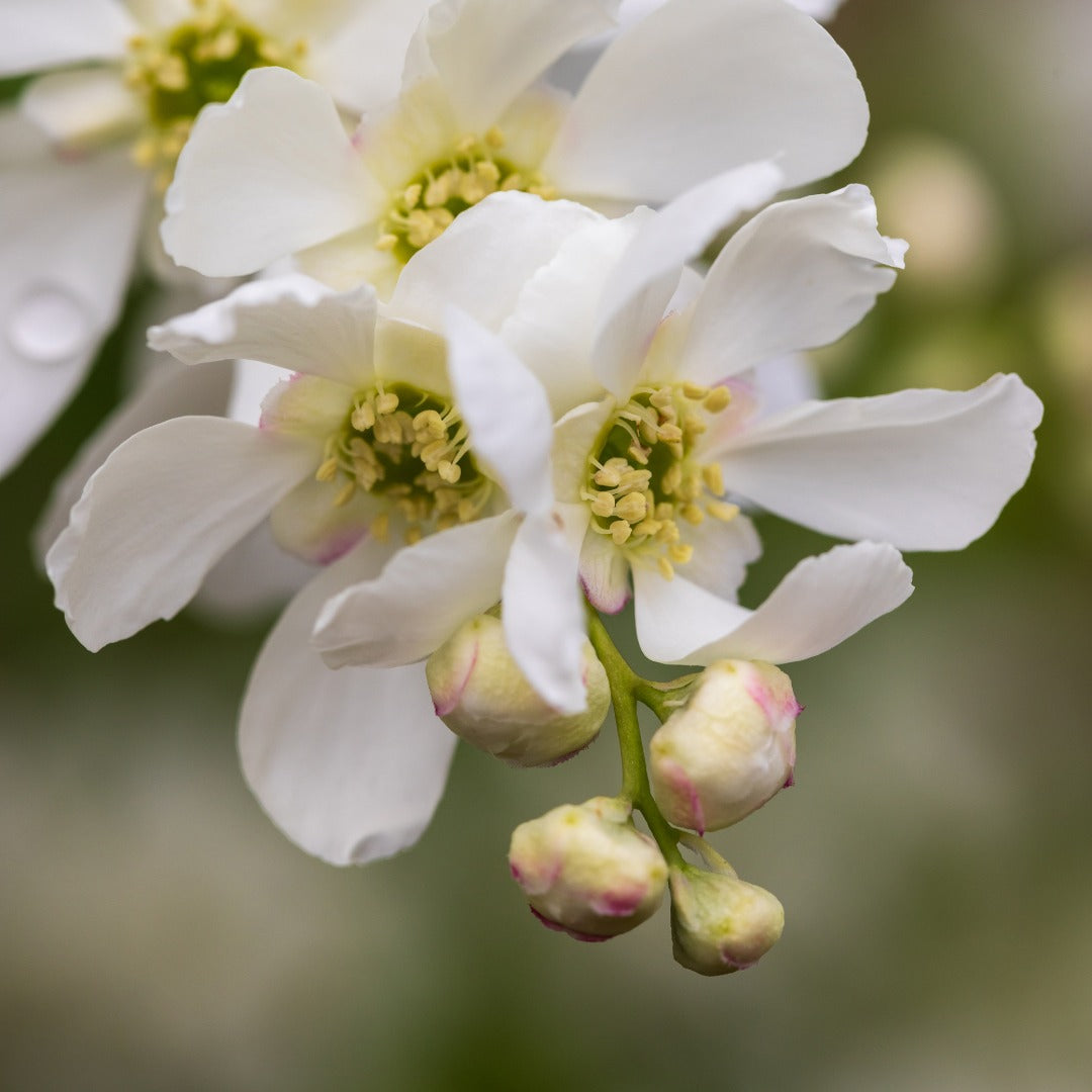 Exochorda x macrantha 'Bailmoon' – Exochorde First Editions® Lotus Moon™