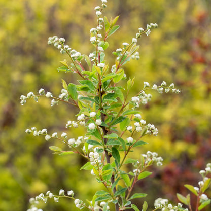 Exochorda x macrantha 'Bailmoon' – Exochorde First Editions® Lotus Moon™