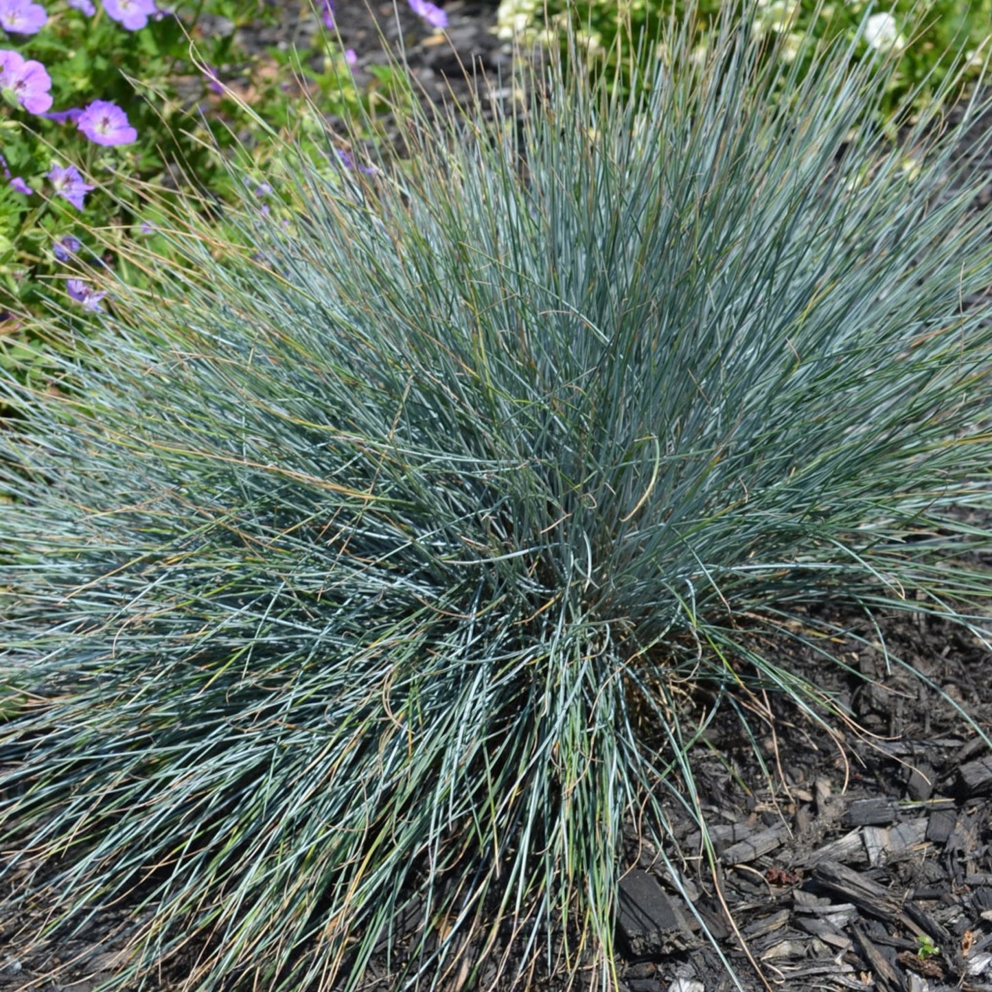 Elijah Blue' Blue Fescue