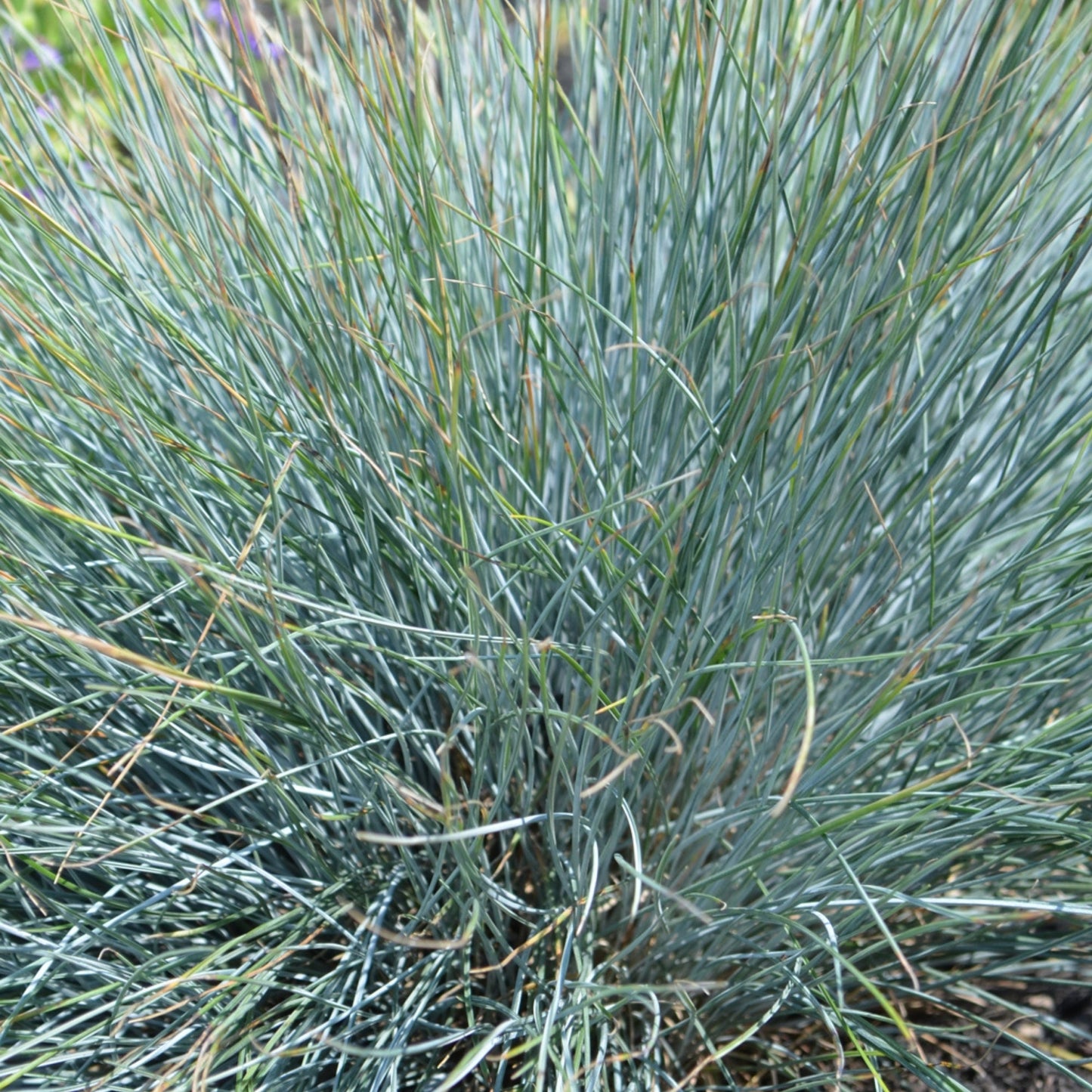 Elijah Blue' Blue Fescue