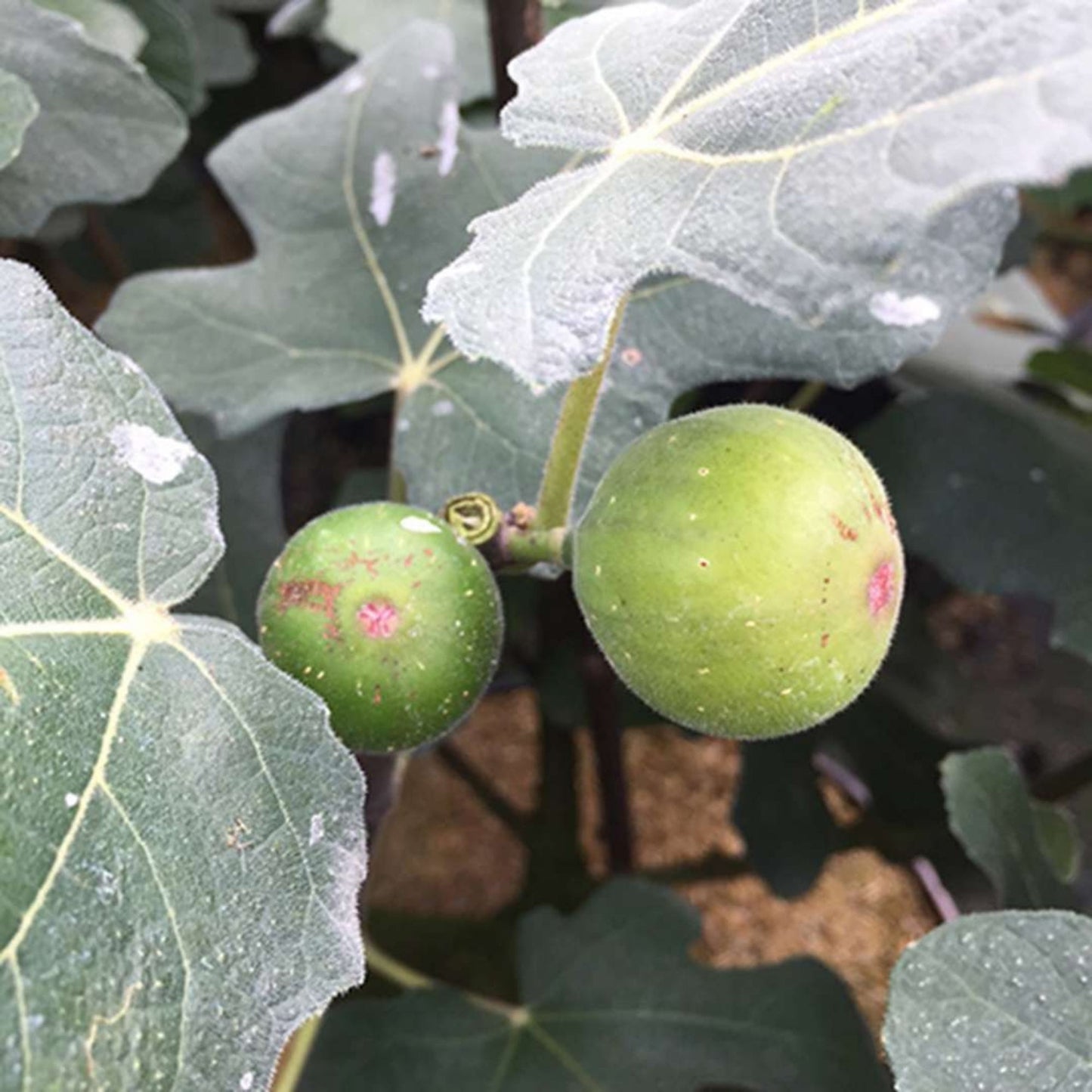 Chicago Hardy' Fig