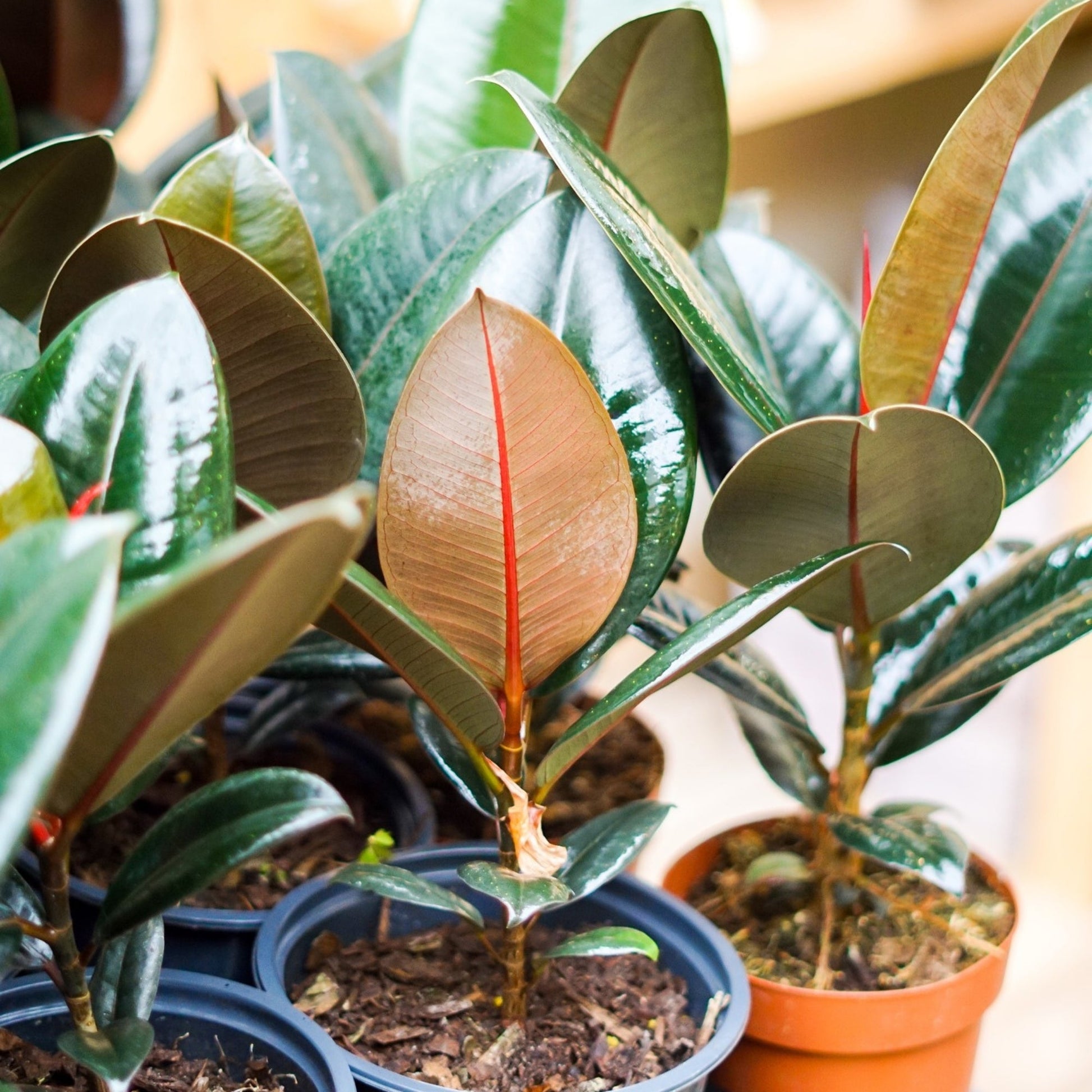 rubber tree en francais Burgundy' Rubber Plant – Jardineries Botanix