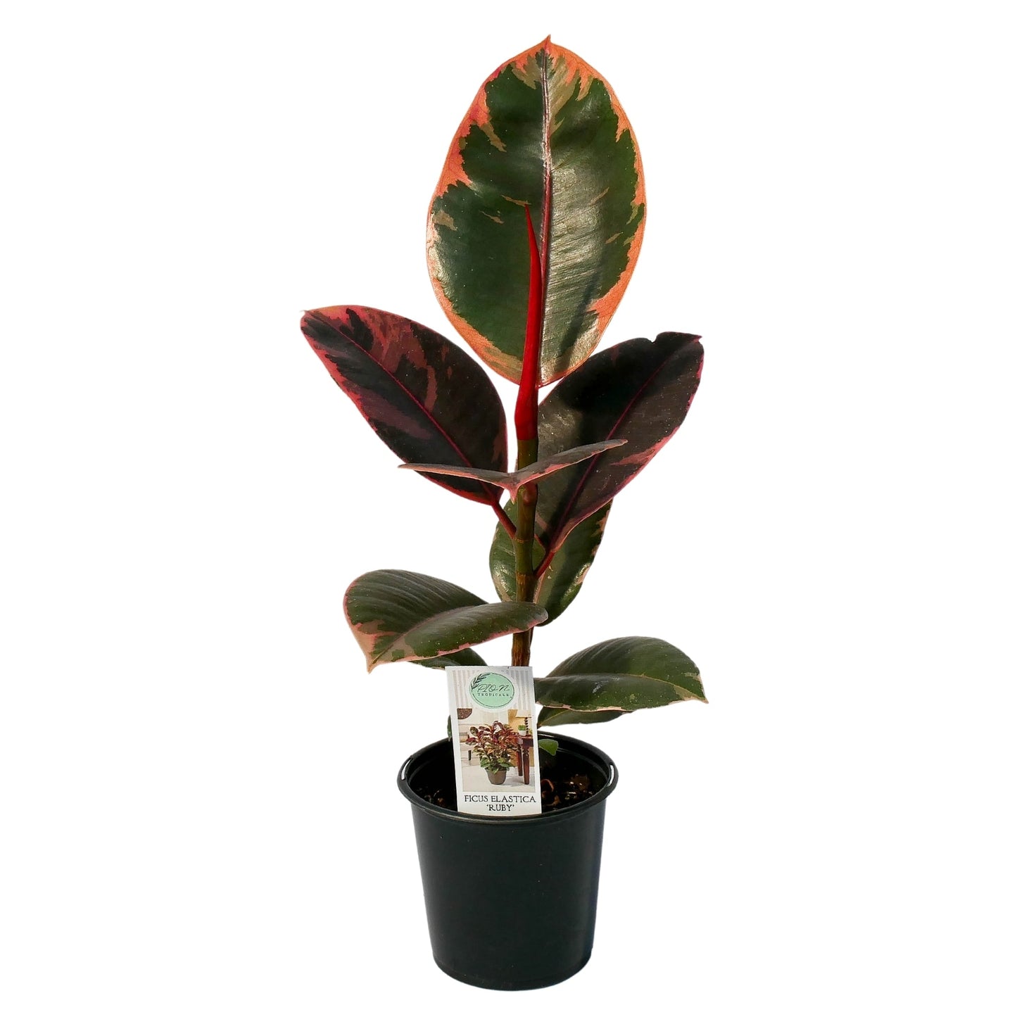 ruby rubber tree plant care Ruby' Rubber Plant – Jardineries Botanix