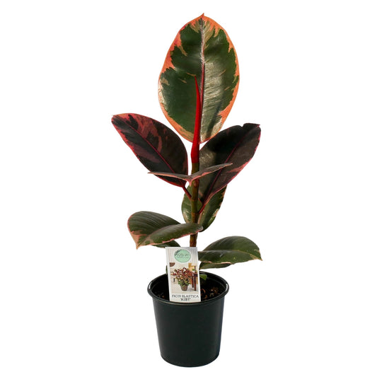 Plante Caoutchouc 'Ruby'