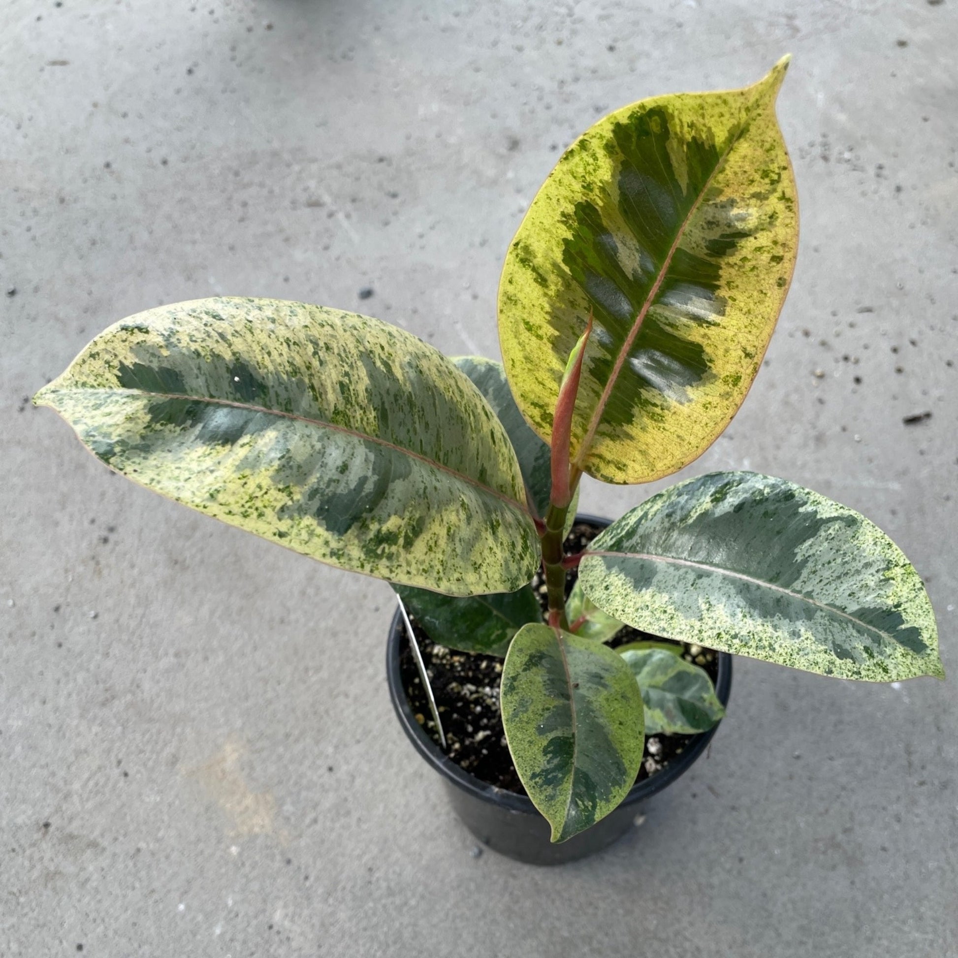 rubber tree moonshine Shivereana Moonshine' Rubber Plant – Jardineries Botanix