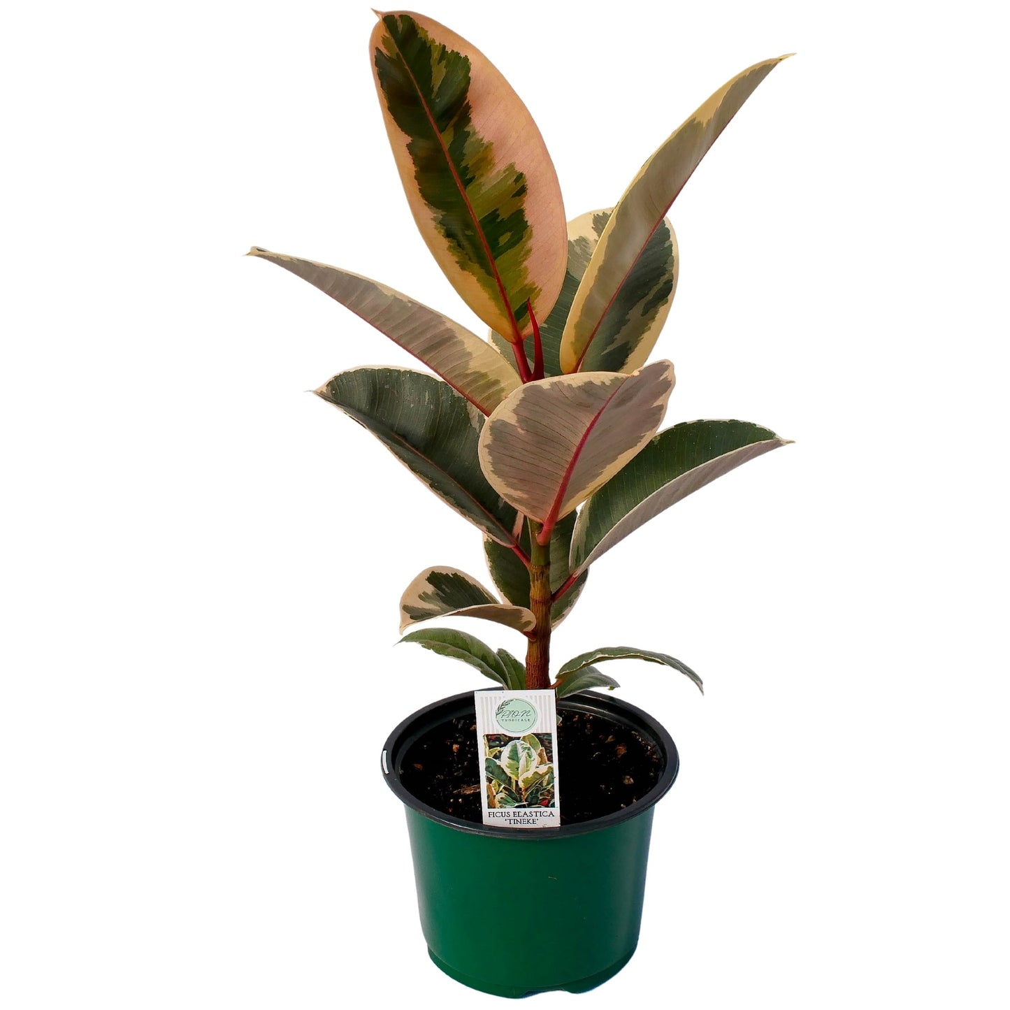 The Variegated Rubber Plant