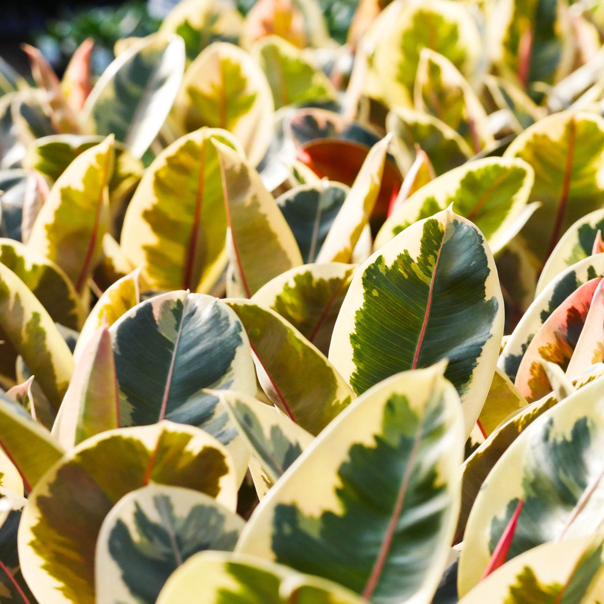 yellow rubber tree care The Variegated Rubber Plant – Jardineries Botanix