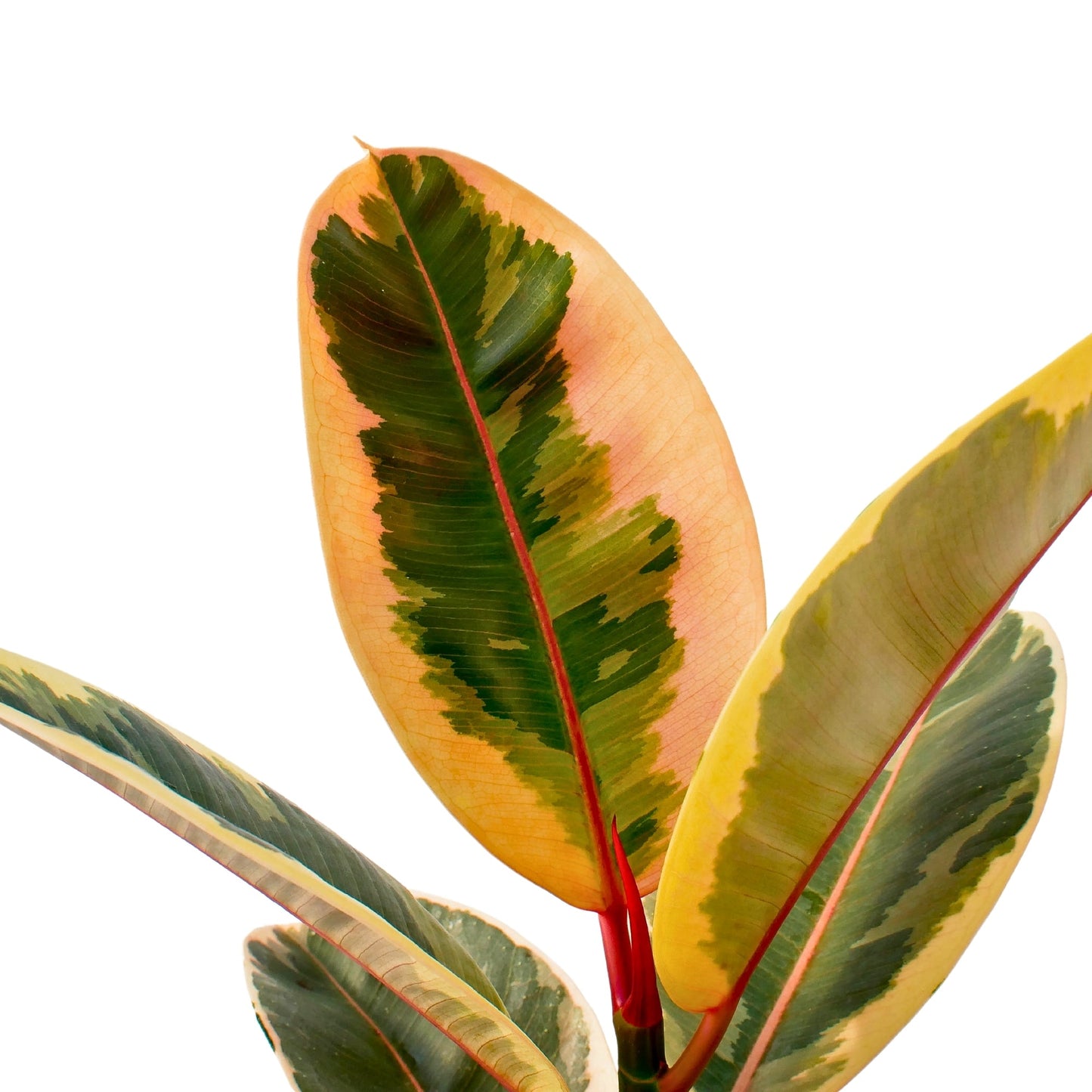 The Variegated Rubber Plant