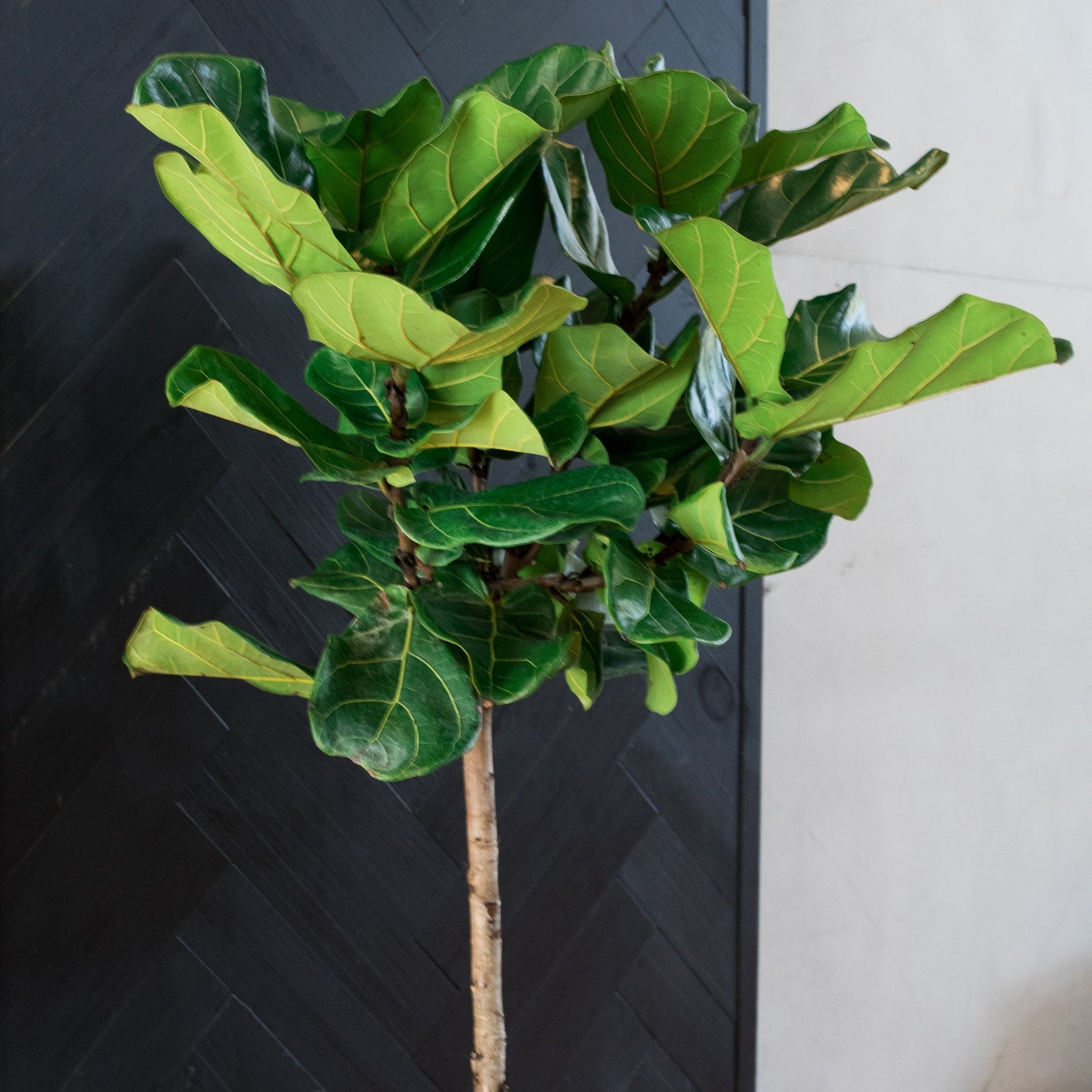 pinch fiddle leaf fig Figuier Lyre (Ficus lyrata) sur tige