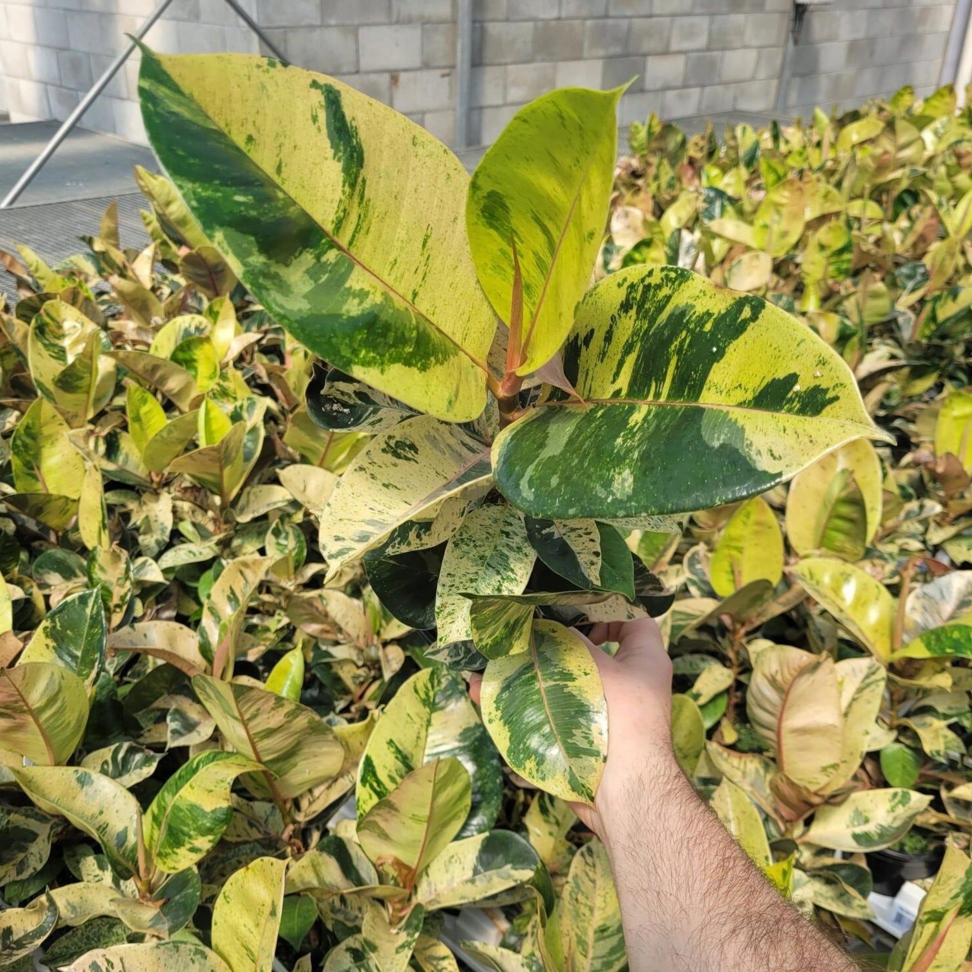 rubber tree moonshine Shivereana Moonshine' Rubber Plant – Jardineries Botanix