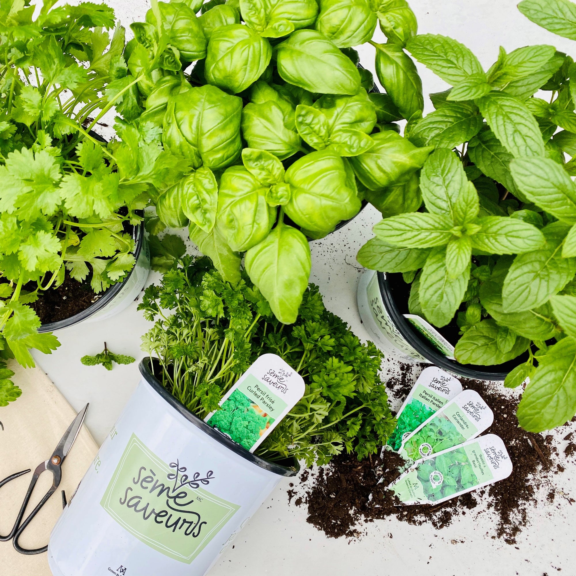 Bac de fines herbes main image 1