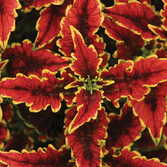 Coleus COLORBLAZE® El Brighto