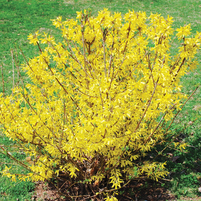 Forsythia 'Northern Gold'