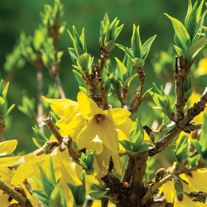 Forsythia 'Northern Gold'