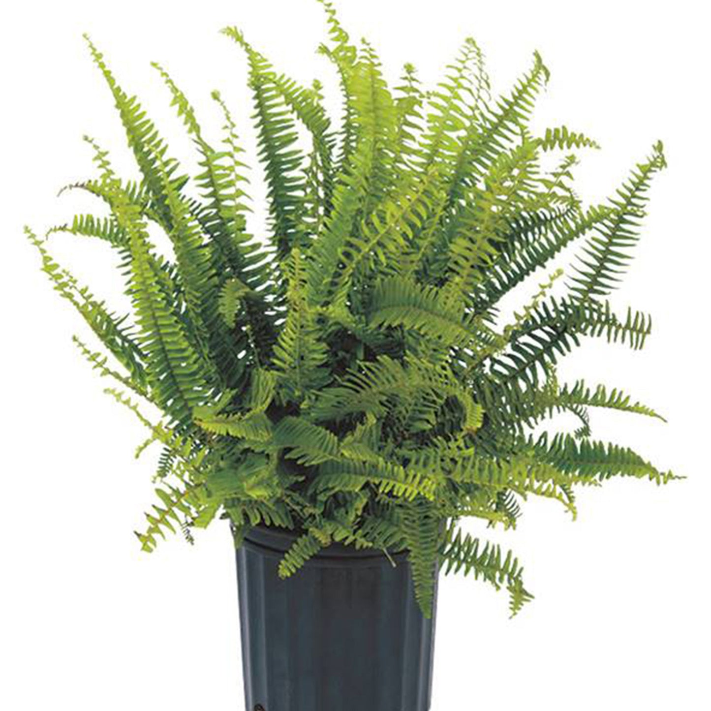 Kimberly Queen Fern