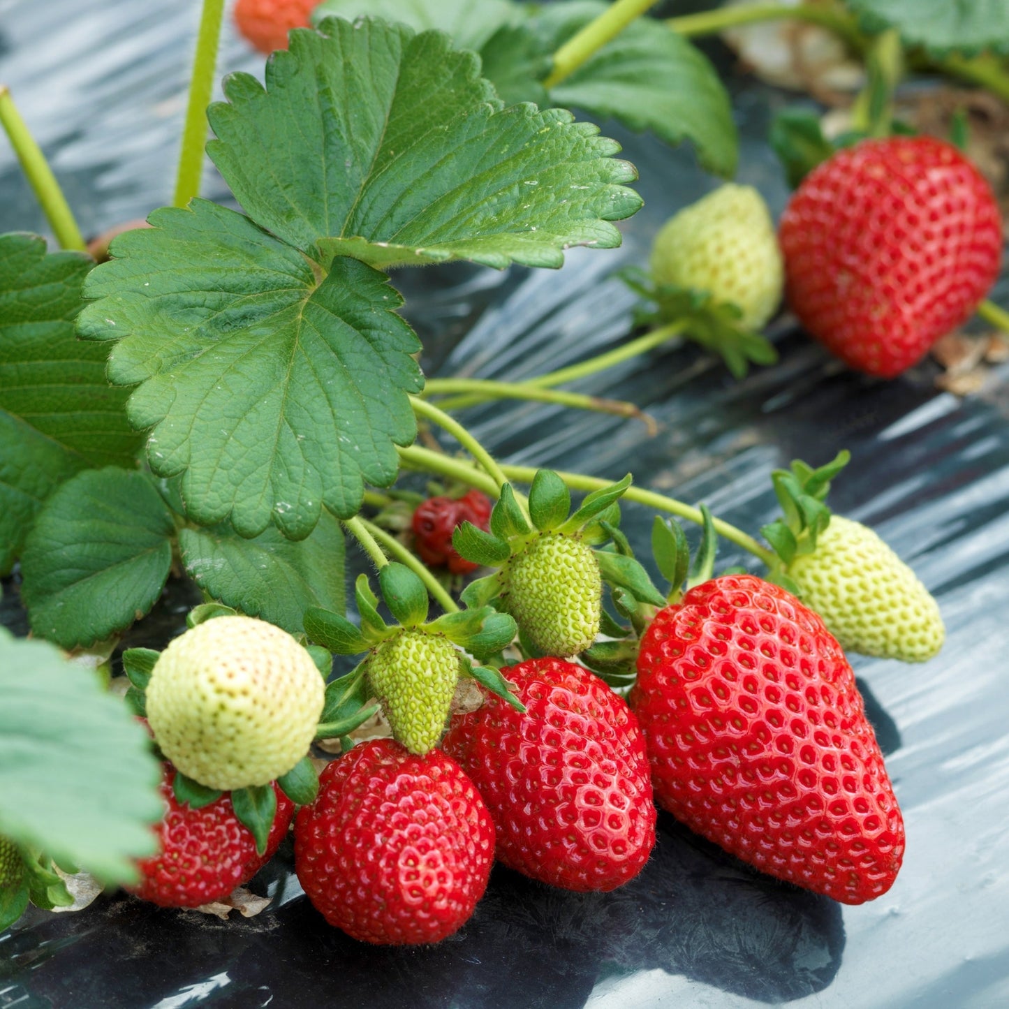 albion strawberries seeds Albion' Strawberry – Jardineries Botanix