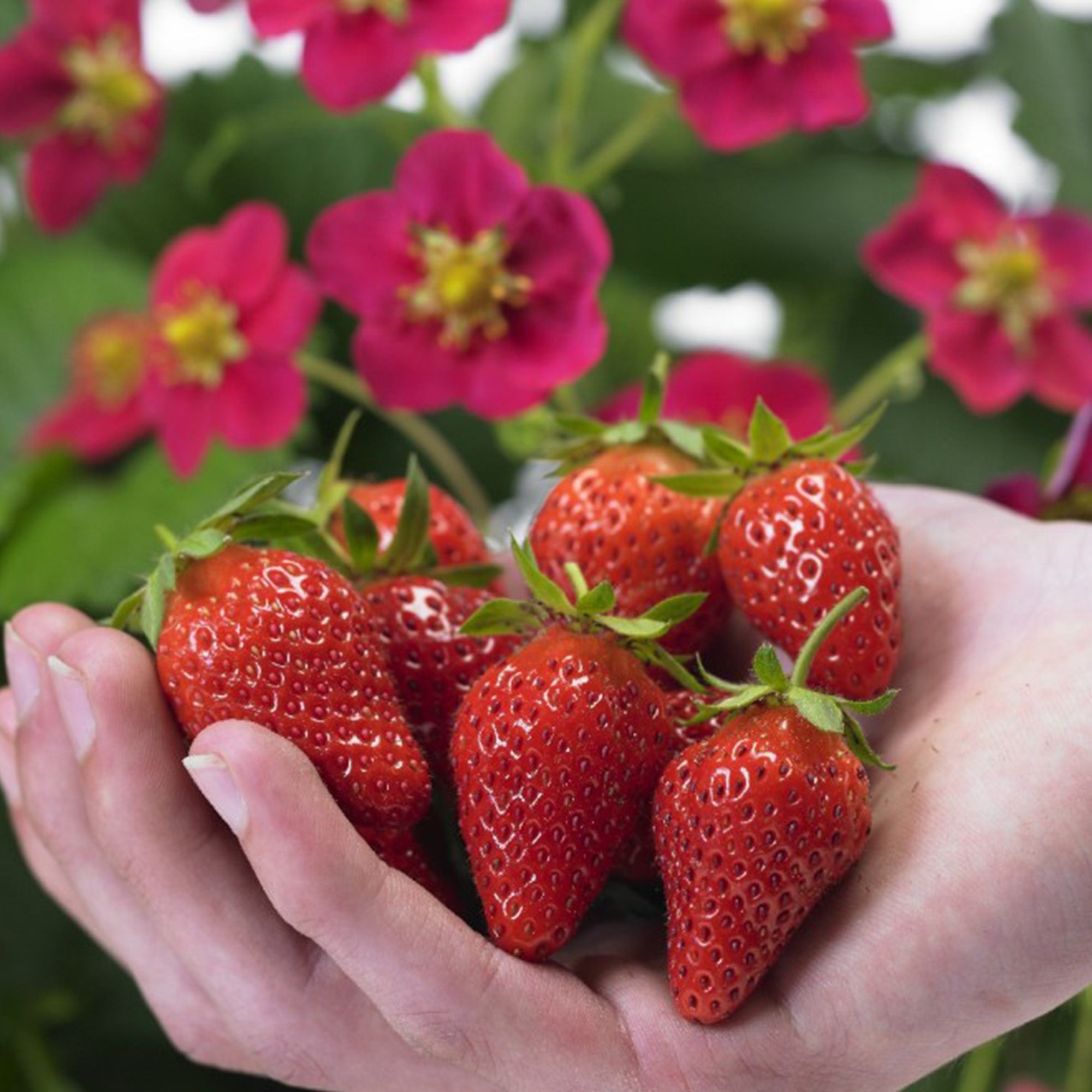 Fraisier Toscana Jardineries Botanix Fraisier Toscana Jardineries Botanix