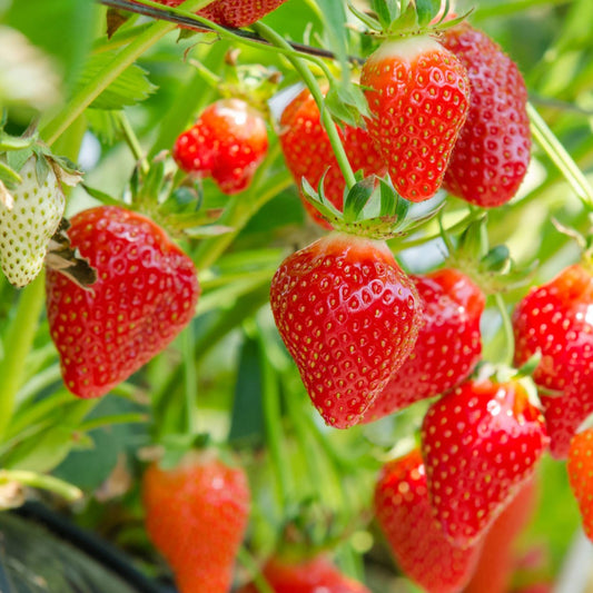 Charlotte Strawberry - Fragaria x ananassa 'Charlotte'