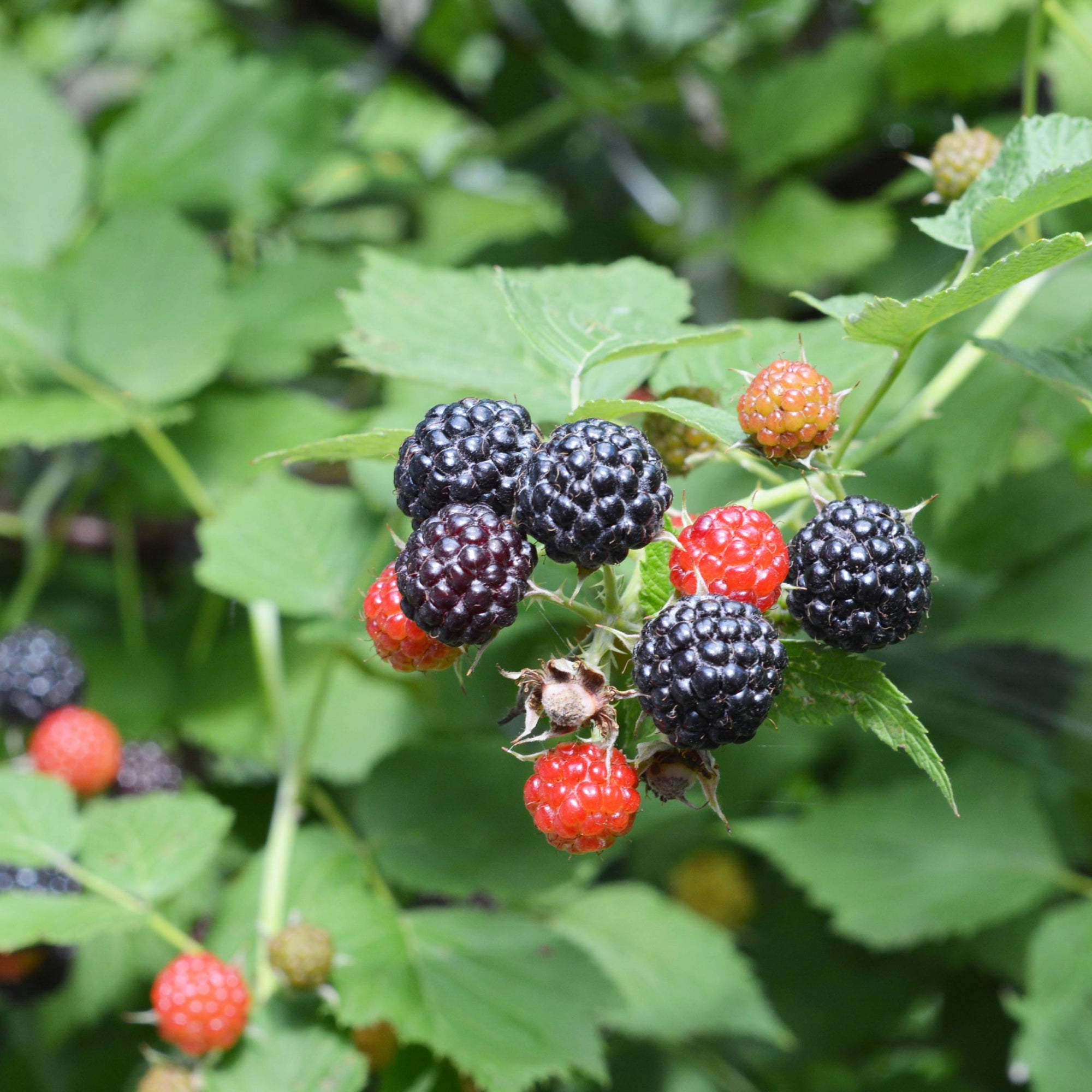 'Bleu Nuit' Black Raspberry | Hardy & Non-Invasive Raspberry | Botanix ...