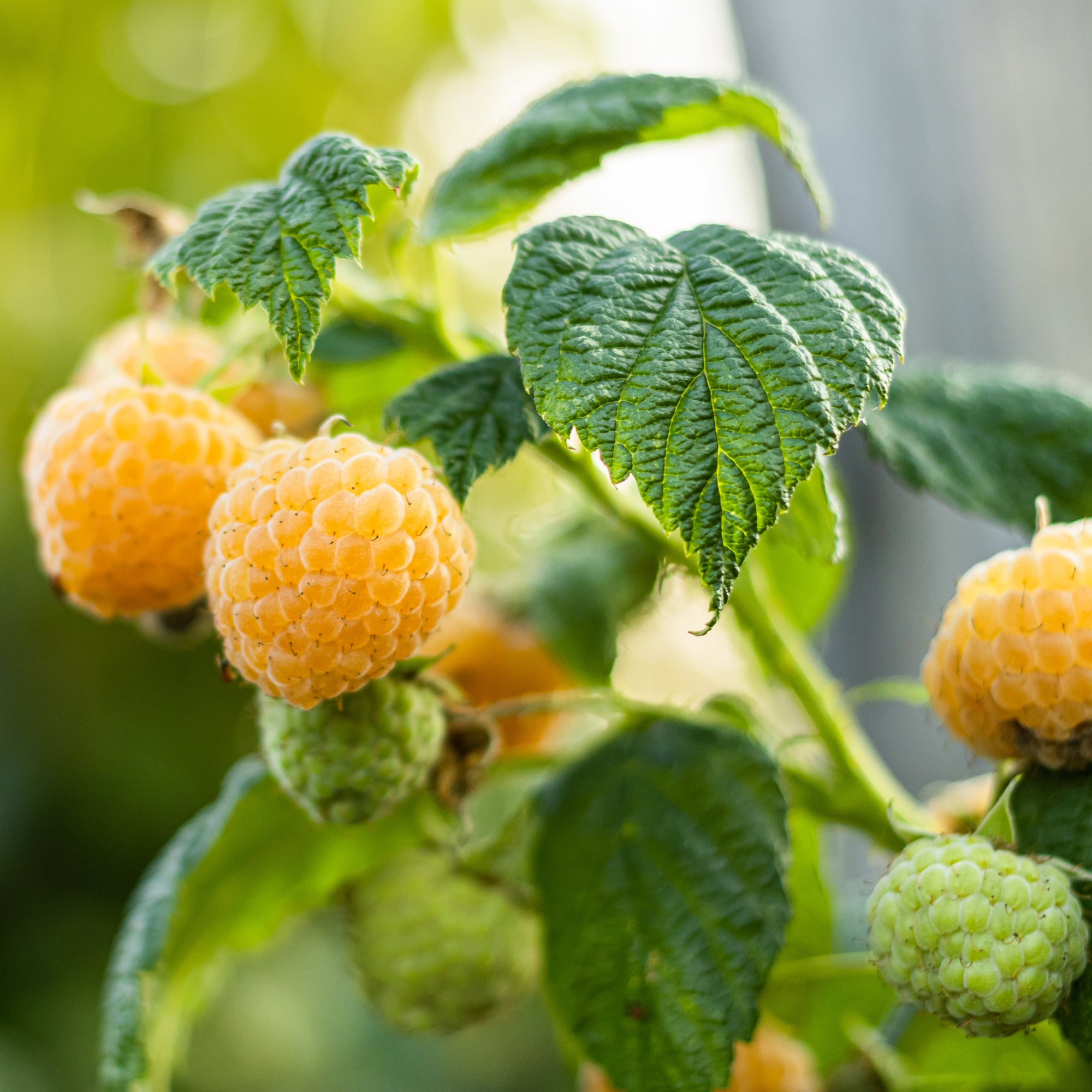 'Anne' Raspberry | Sweet & Everbearing Yellow Raspberry | Botanix ...