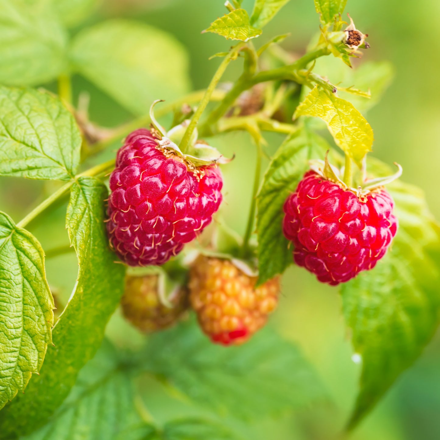 Framboisier rouge 'Killarney' - Rubus idaeus 'Killarney'