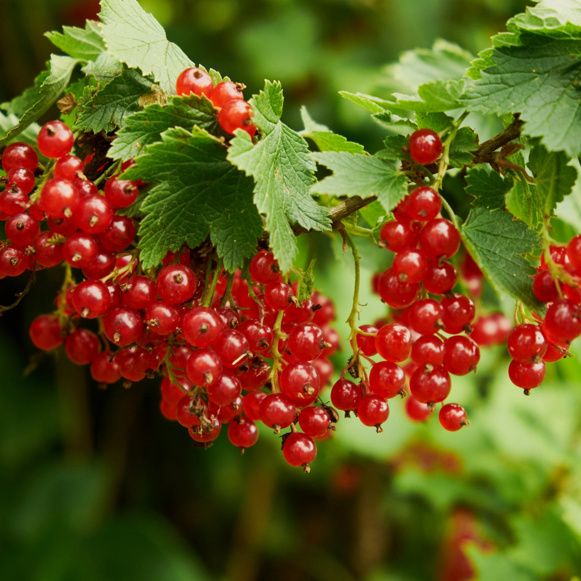 Gadelier 'Red Lake' | Groseillier productif pour gelées | Botanix ...