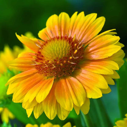 Gaillardia aristata 'Arizona Apricot' – Gaillarde 'Arizona Apricot'