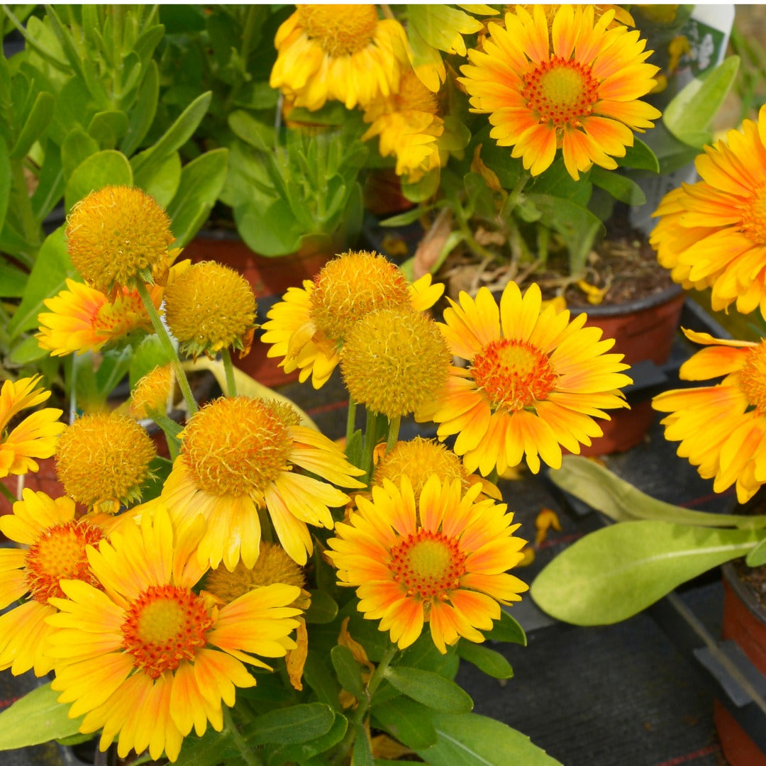 Gaillardia aristata 'Arizona Apricot' – Gaillarde 'Arizona Apricot'
