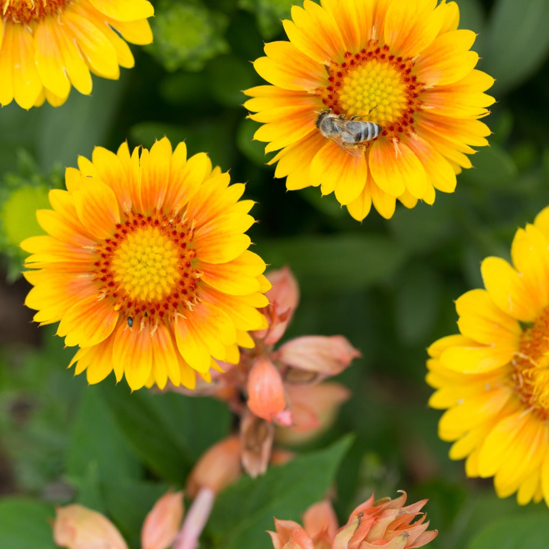 Gaillardia aristata 'Arizona Apricot' – Gaillarde 'Arizona Apricot'