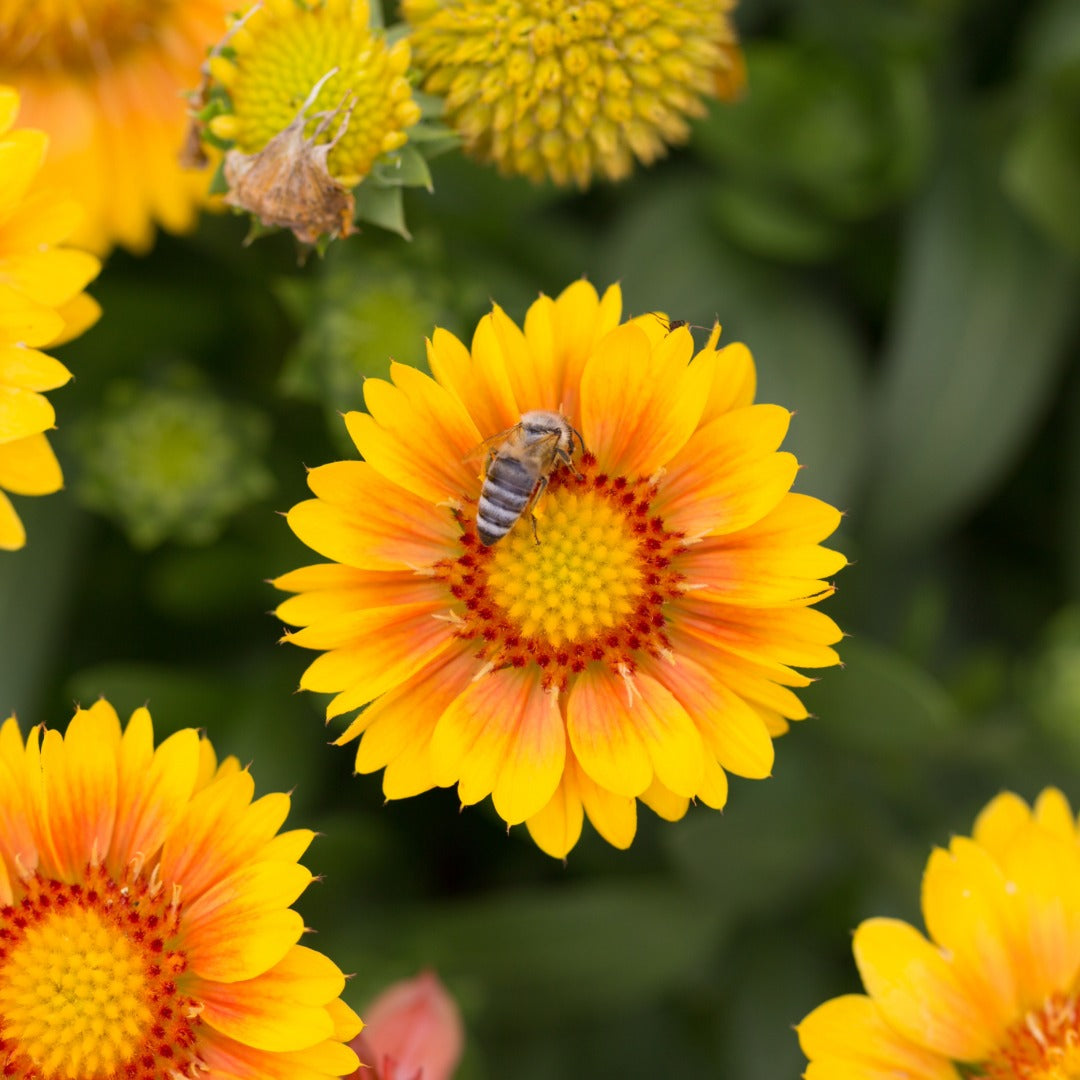 Gaillardia aristata 'Arizona Apricot' – Gaillarde 'Arizona Apricot'