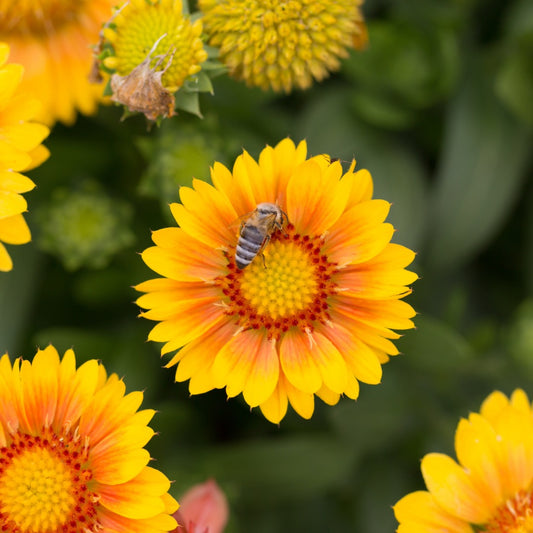 Gaillardia aristata 'Arizona Apricot' – Gaillarde 'Arizona Apricot'