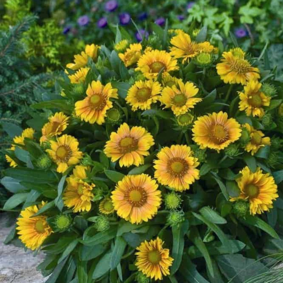 Gaillardia aristata 'Arizona Apricot' – Gaillarde 'Arizona Apricot'