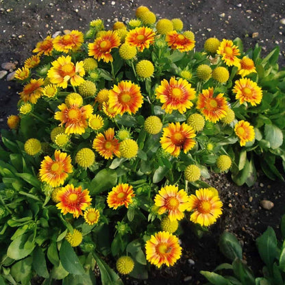 Gaillardia aristata 'Arizona Apricot' – Gaillarde 'Arizona Apricot'