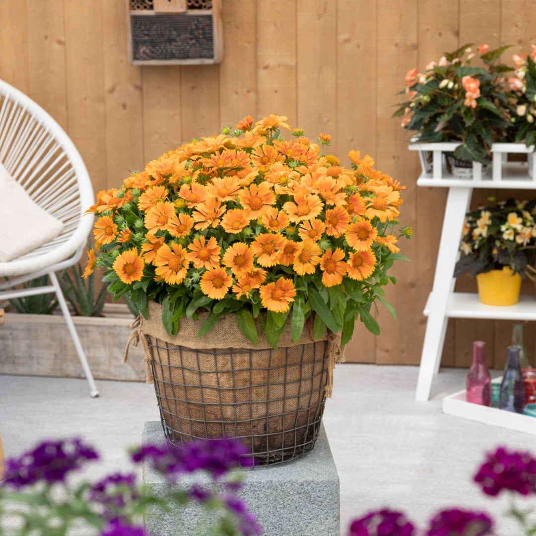 Gaillardia aristata SpinTop® Mango – SpinTop® Mango Blanket Flower