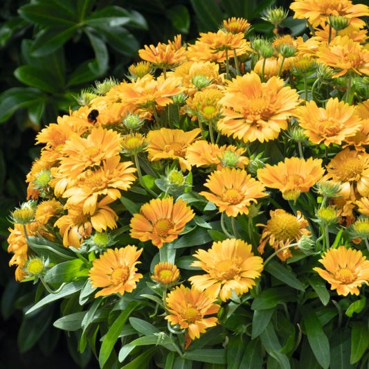 Gaillardia aristata SpinTop® Mango – SpinTop® Mango Blanket Flower