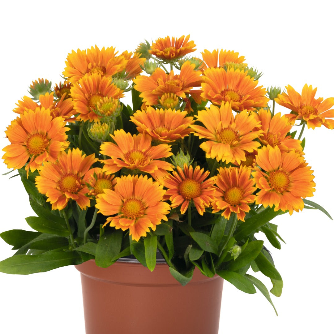 Gaillardia aristata SpinTop® Mango – SpinTop® Mango Blanket Flower