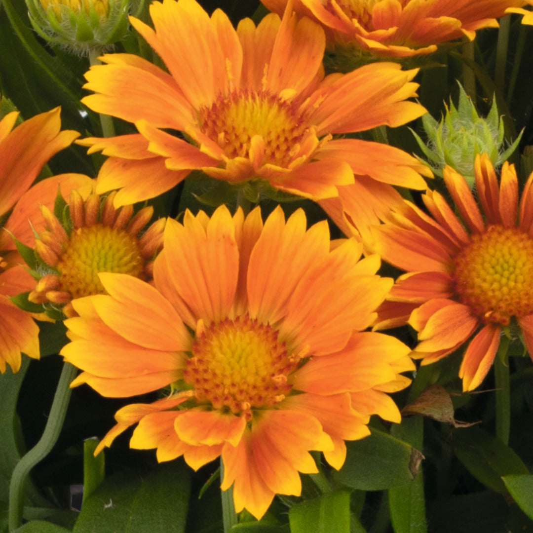 Gaillardia aristata SpinTop® Mango – SpinTop® Mango Blanket Flower